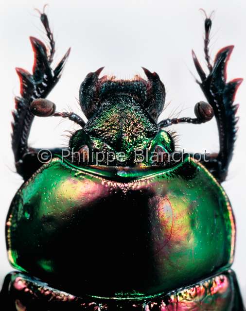 Trypocopris pyrenaeus.JPG - in "Portraits d'insectes" ed. SeuilTrypocopris pyrenaeusBousierDung beetleColeopteraGeotrupidaeEspagne